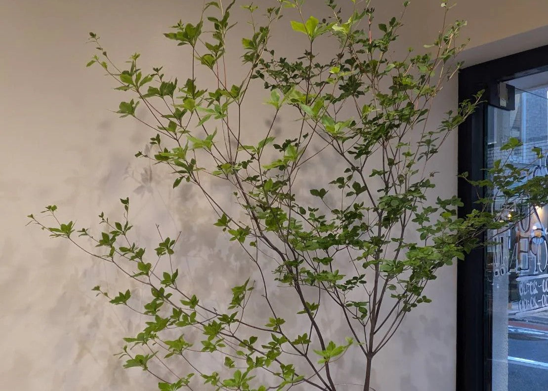 ドウダンツツジ~枝物の魅力について~