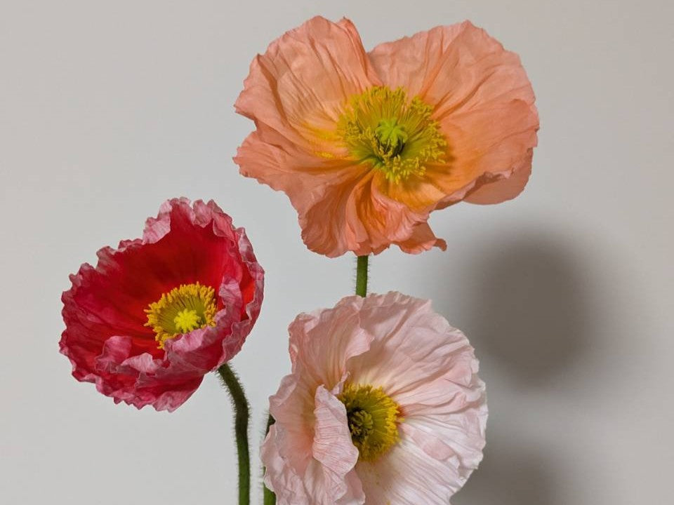 蕾の多い理由 ー 花屋から見た春の入り口