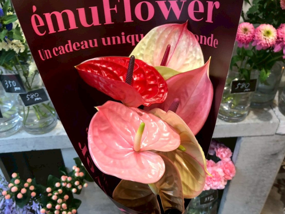 質感で魅せる花束~“個性派フラワー”の世界~