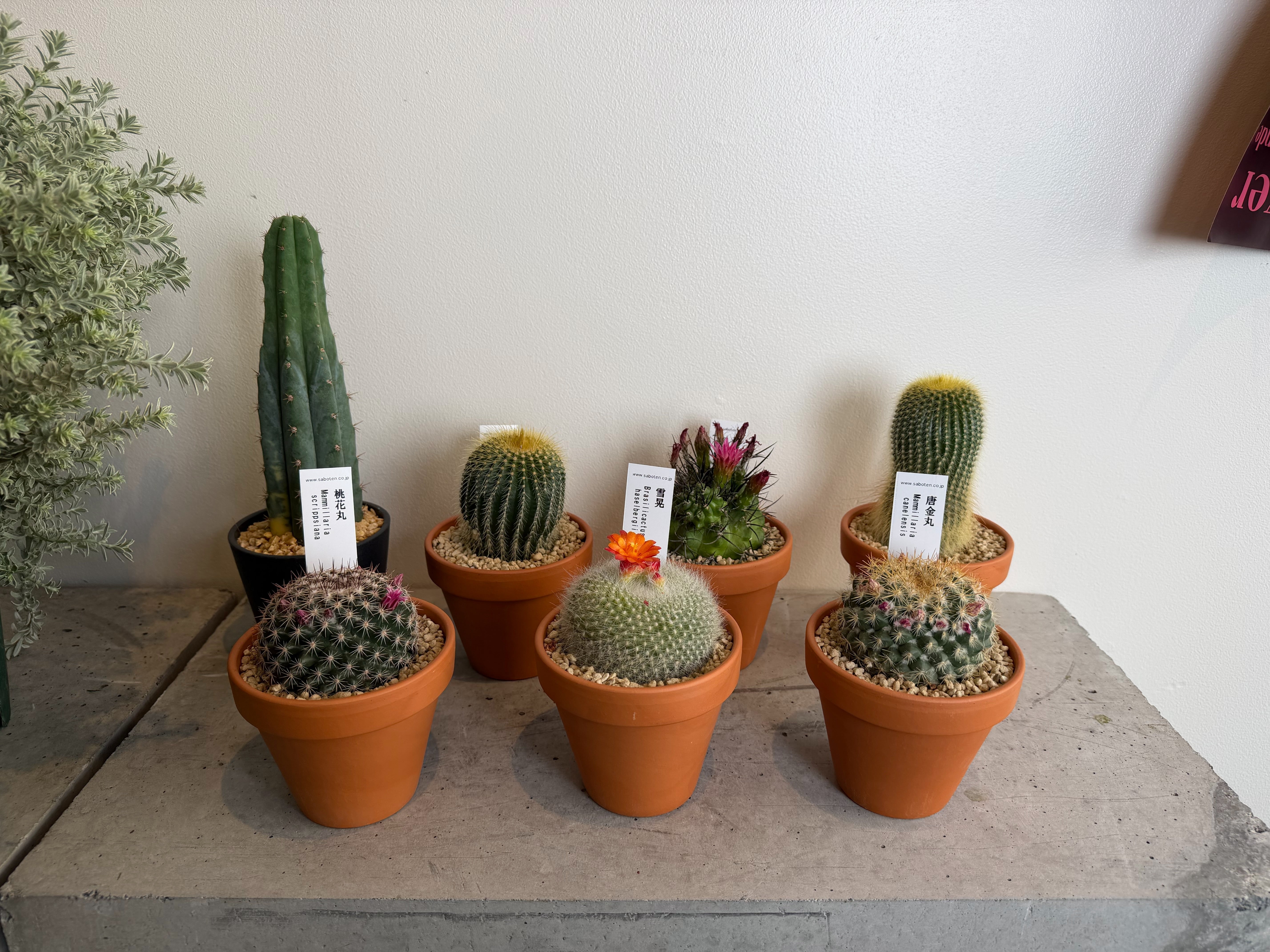 サボテンを入荷しました！