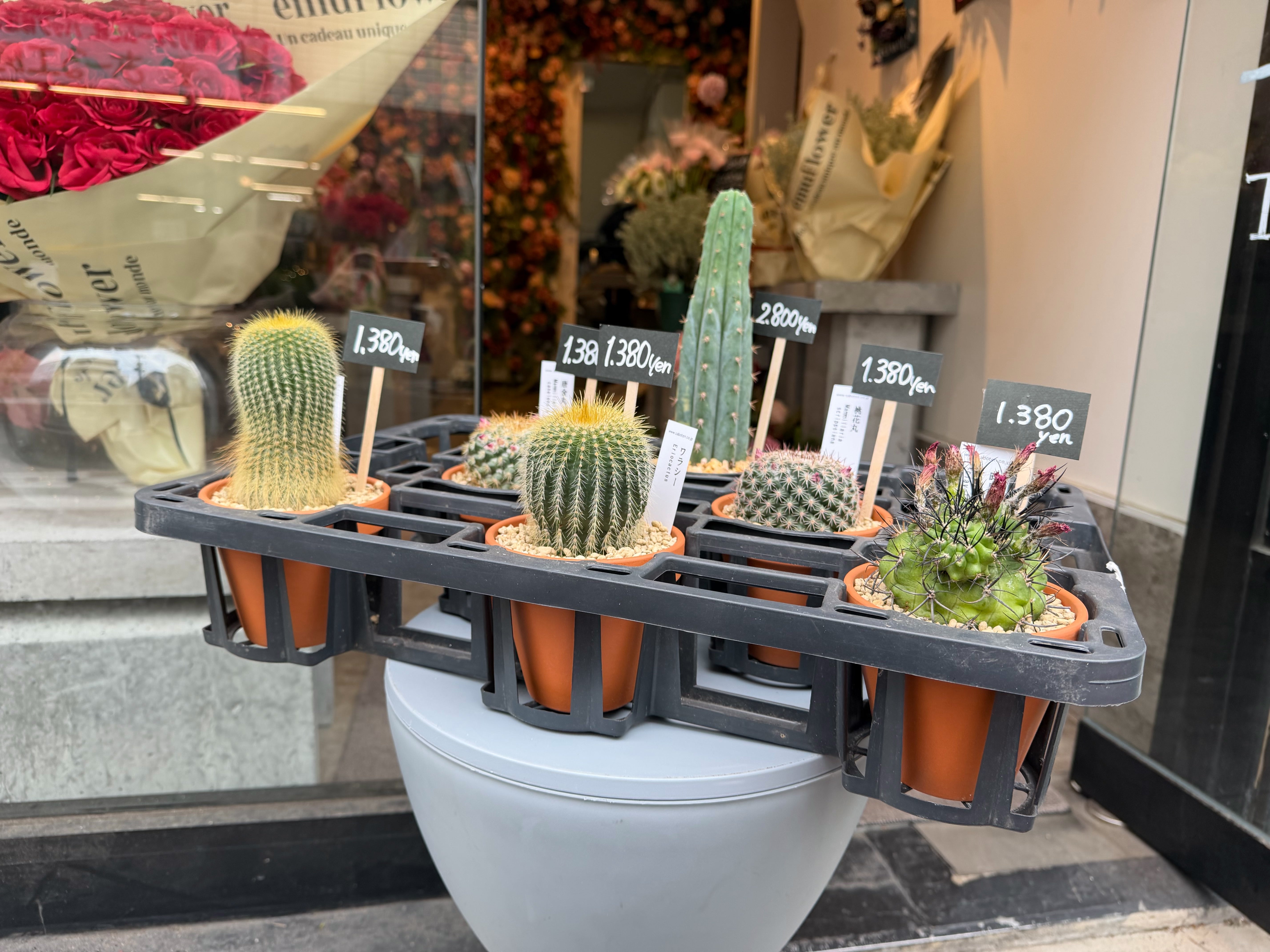 インテリアにも風水にも。観葉植物としてのサボテンの魅力