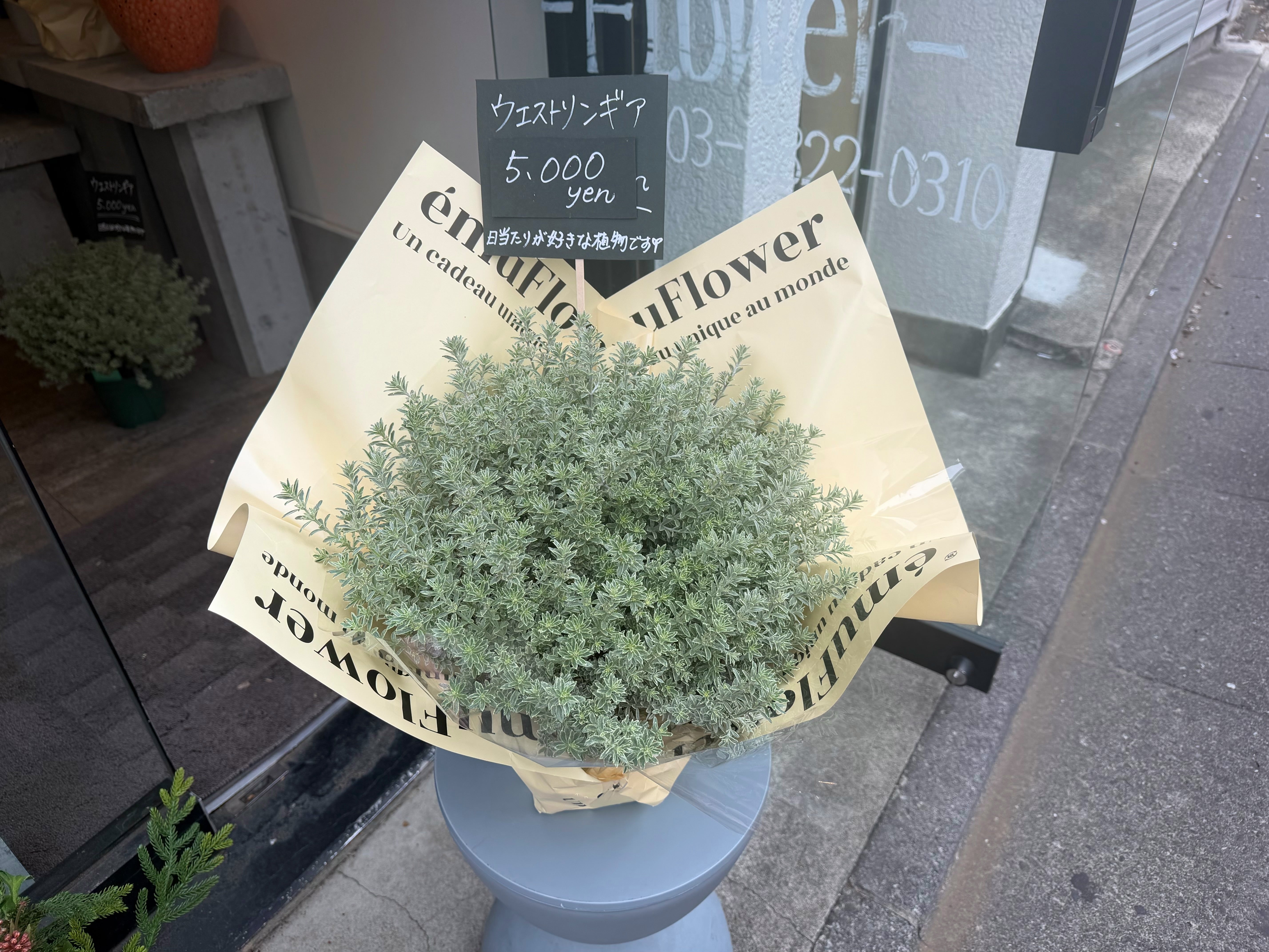 観葉植物の管理サイクルと育て方