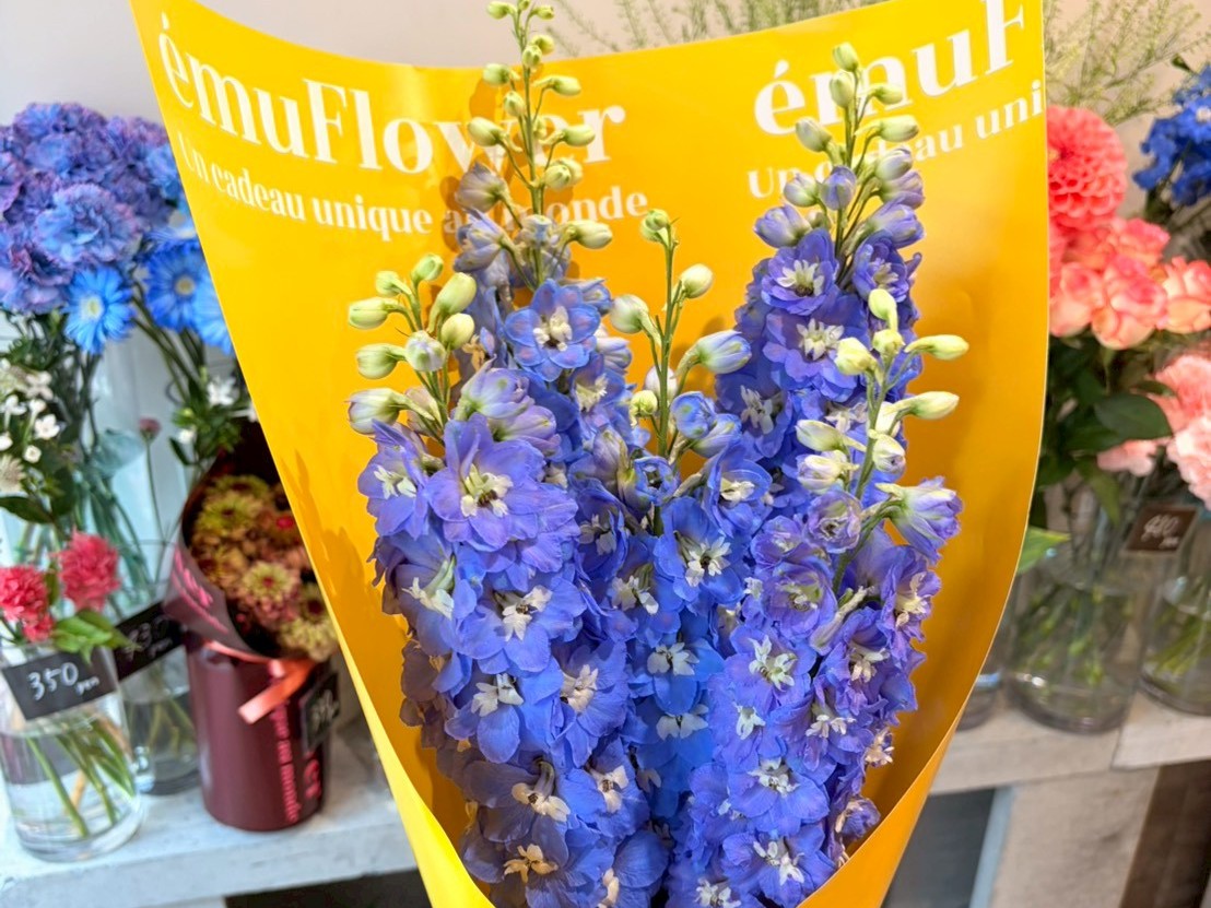 夏に向けて、涼やかな天然ブルーの花たち
