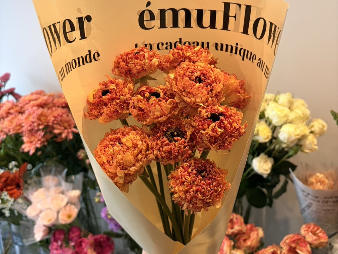 春の入り口に楽しむ、ラナンキュラスの咲き方いろいろ