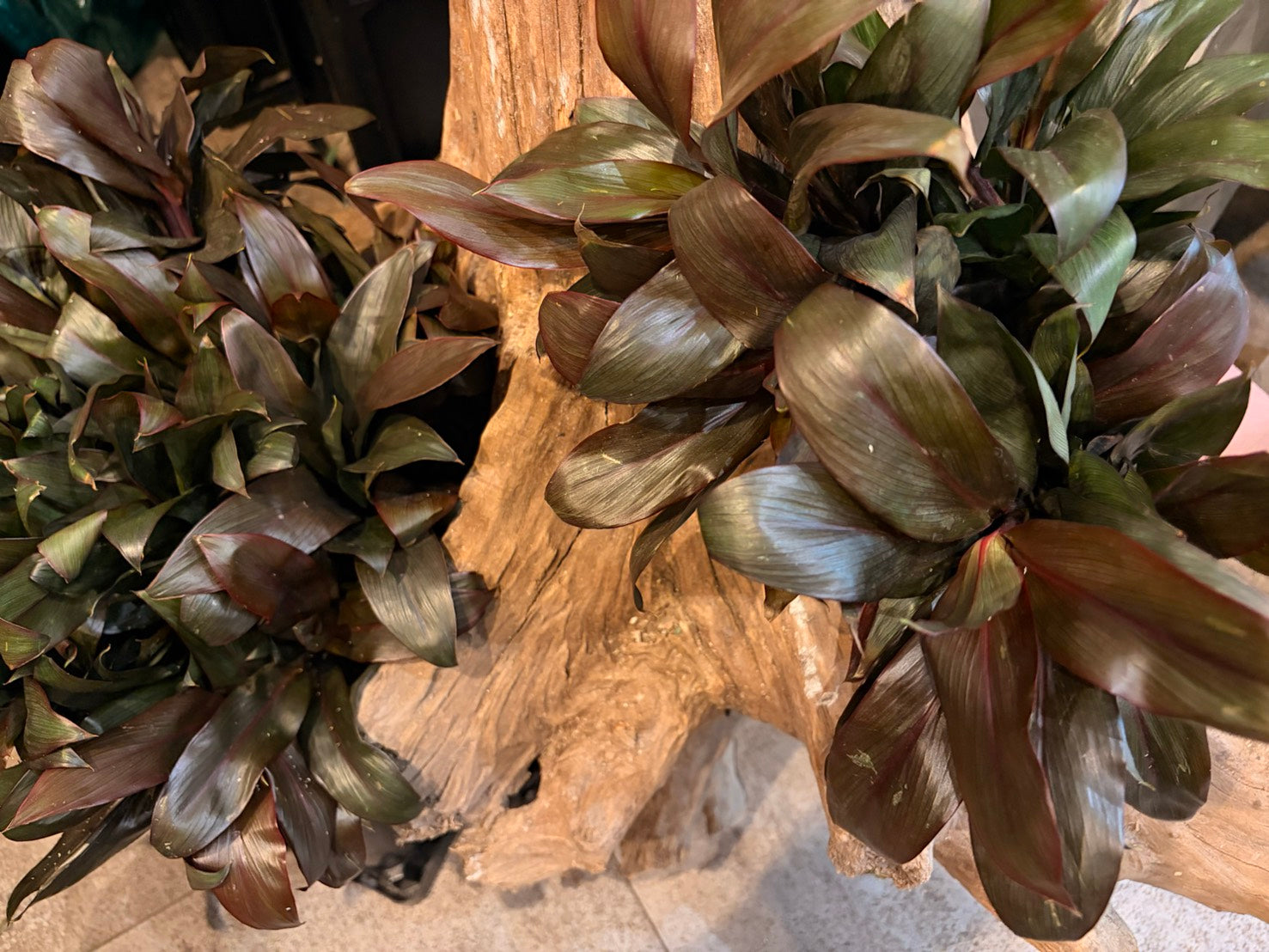 切り花から成長を楽しめるドラセナの魅力