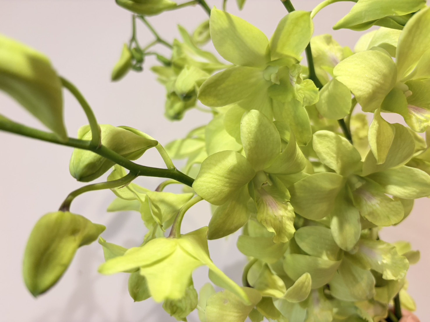 夏の切り花がすぐ弱る理由と、長持ちさせる簡単ケア